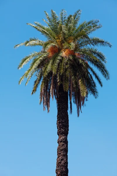 Palma na tle południowego błękitnego nieba — Zdjęcie stockowe